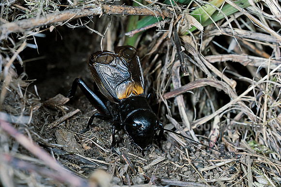 Gryllus campestris (grillon) - mâle chantant