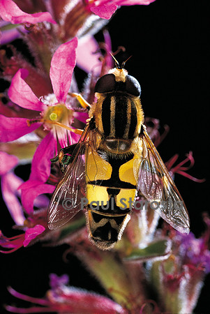 Helophilus pendulus (syrphe)