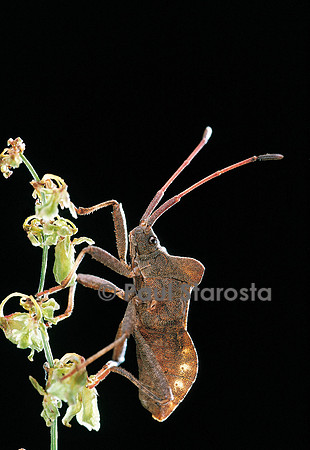 Haploprocta sulcicornis (punaise des bois)