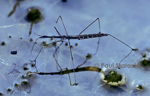 Hydrometra stagnorum (hydromètre)