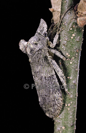 Ledra aurita (grand diable)