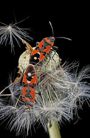 Lygaeus equestris - accouplement
