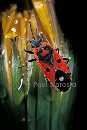 Lygaeus equestris