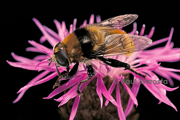 Merodon equestris (syrphe des narcisses)