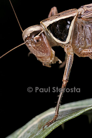 Metrioptera roeselii (sauterelle)