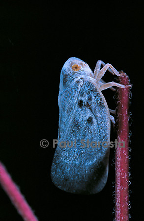 Metcalfa pruinosa