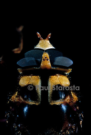 Milesia crabroniformis