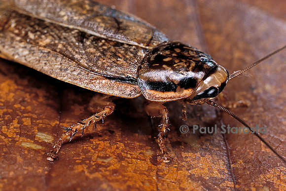 Nauphoeta cinerea (blatte grise)
