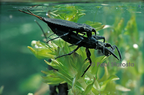 Nepa cinerea (scorpion d’eau) - accouplement