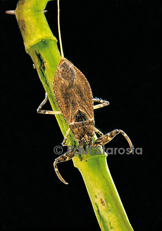 Nepa cinerea (scorpion d'eau)