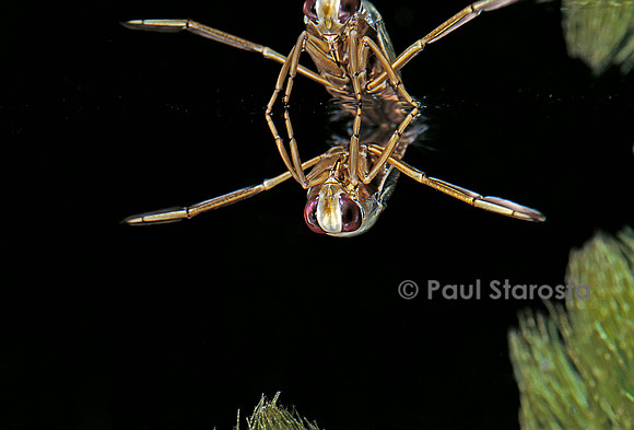 Notonecta glauca (notonecte)