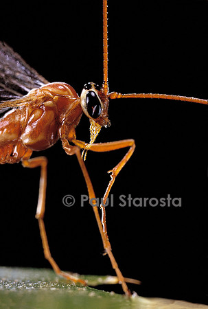 Ophion luteus (ichneumon)