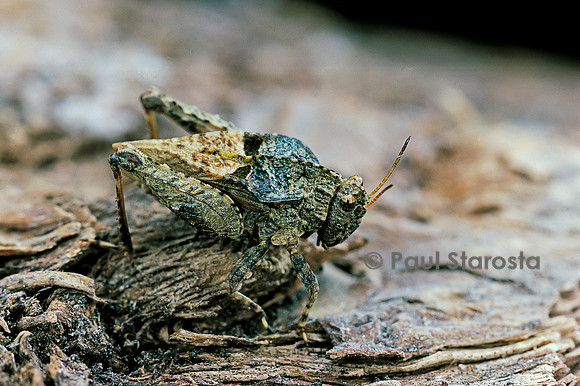 Tetrix undulata