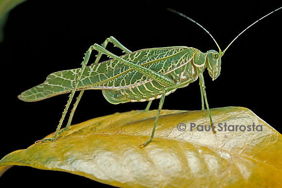 Tettigoniidae (sauterelle)