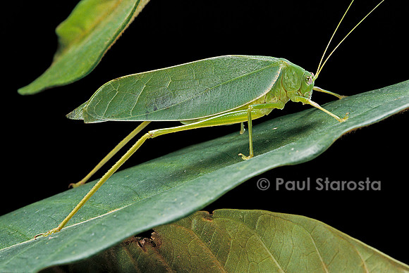 Tettigoniidae (sauterelle)