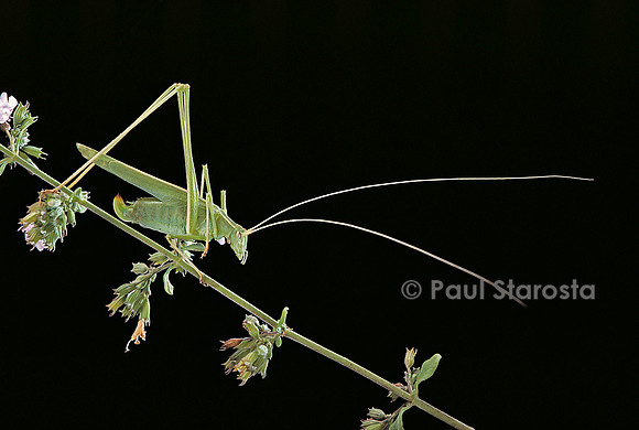 Tylopsis lilifolia (sauterelle)