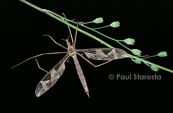 Tipula maxima (cousin)