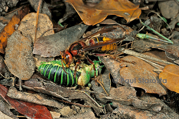 Vespa crabro (frelon) - dévorant une éphippigère