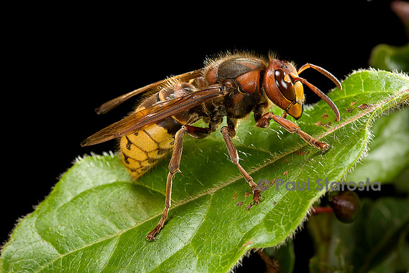 Vespa crabro (frelon)
