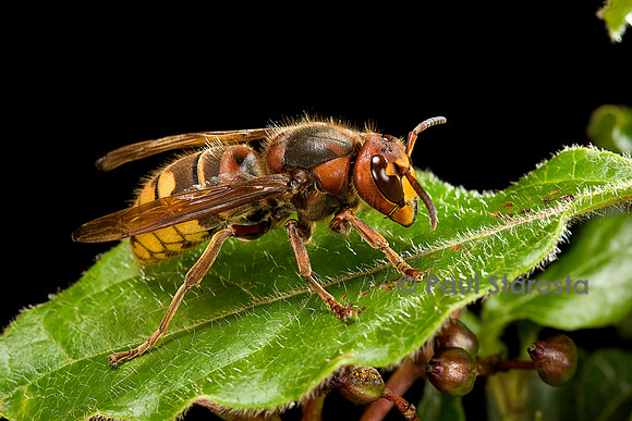 Vespa crabro (frelon)