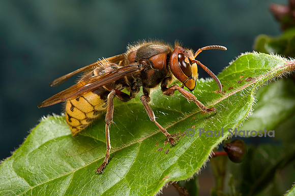 Vespa crabro (frelon)