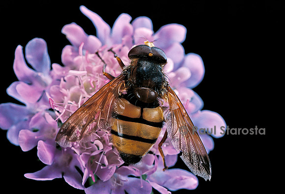 Volucella inanis (volucelle)
