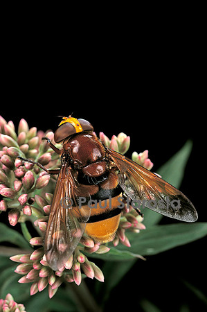 Volucella zonaria