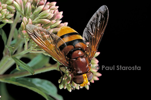 Volucella zonaria