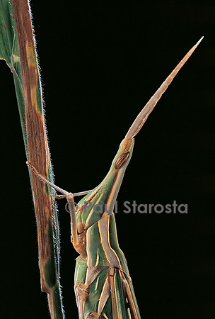 Xenotruxalis fenestrata (truxale) - portrait