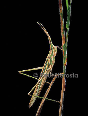 Xenotruxalis fenestrata (truxale)