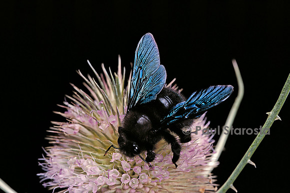 Xylocopa violacea (abeille charpentière)