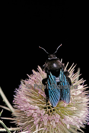 Xylocopa violacea (abeille charpentière)
