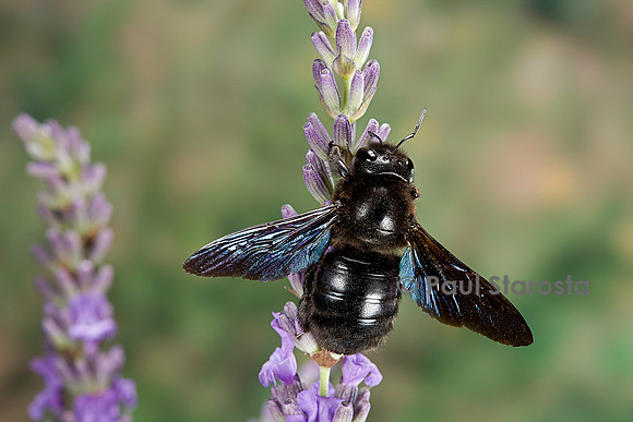 Xylocopa violacea (abeille charpentière)