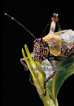 Zonocerus variegatus (criquet puant)