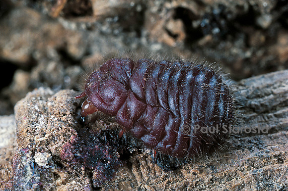 Porphyrophora crithmi (cochenille)