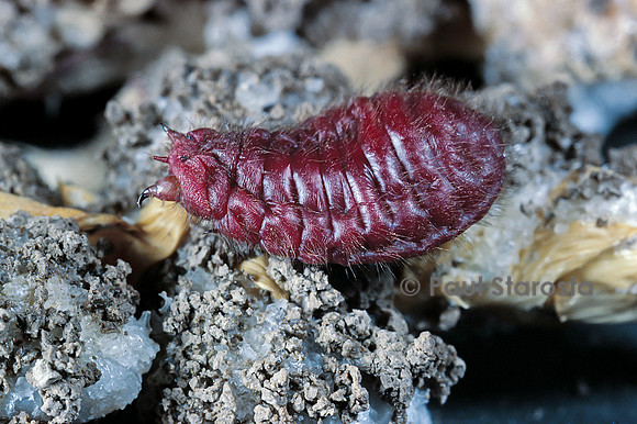 Porphyrophora hamelii (cochenille d'Arménie)