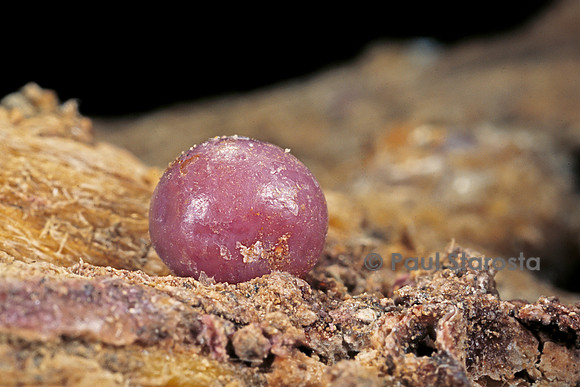 Porphyrophora polonica (cochenille de pologne) - kyste