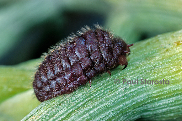 Porphyrophora polonica (cochenille de pologne)