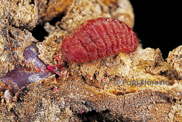 Porphyrophora sophorae (cochenille)