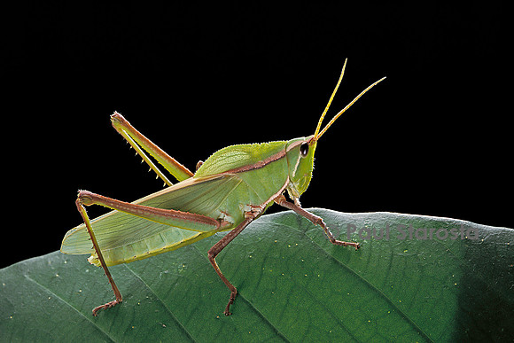 Prionolopha serrata (sauterelle)