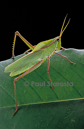 Prionolopha serrata (sauterelle)