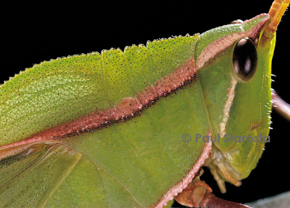 Prionolopha serrata (sauterelle)