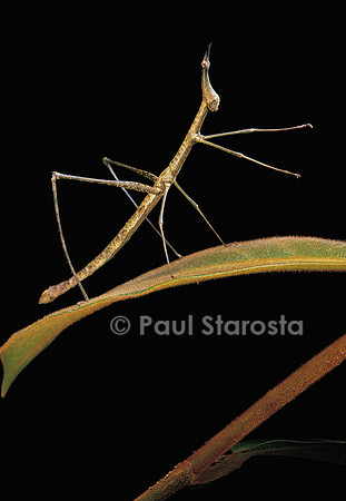 Proscopia luceomaculata (criquet phasme)