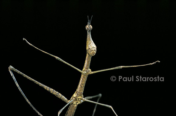 Proscopia luteomaculata (criquet phasme)