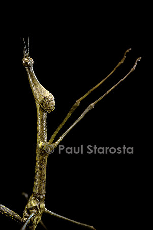 Proscopia luteomaculata (criquet phasme)