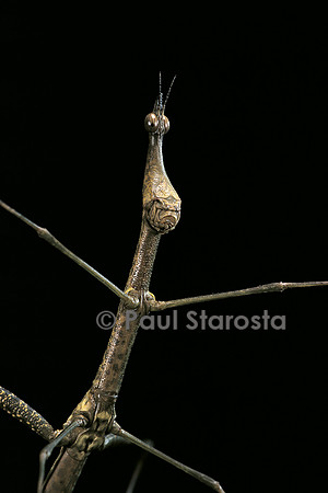 Proscopia luteomaculata (criquet phasme)