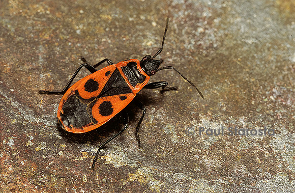 Pyrrhocoris apterus (gendarme)