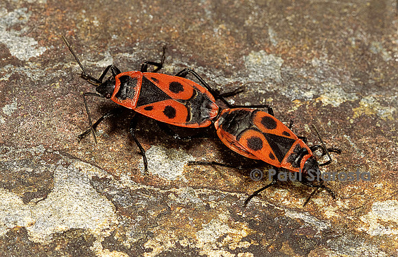 Pyrrhocoris apterus (gendarme) accouplement