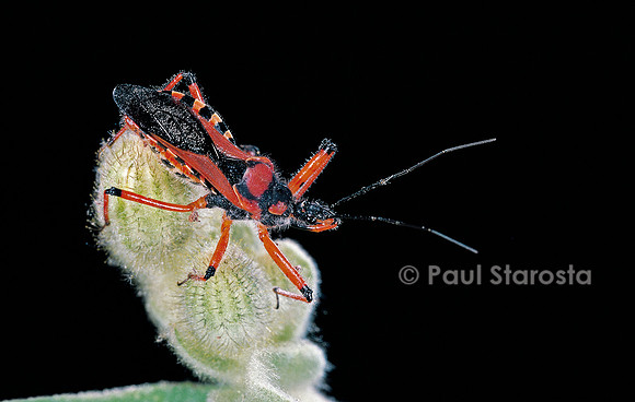 Rhynocoris iracundus (réduve)