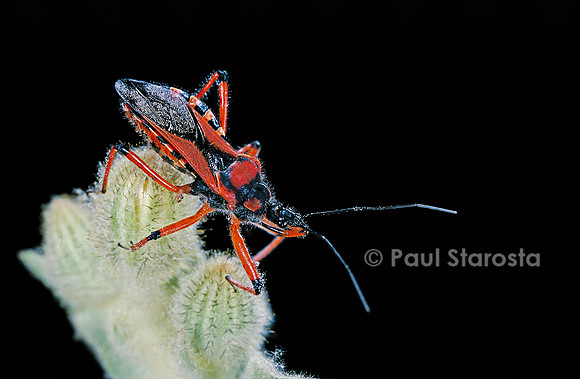 Rhynocoris iracundus (réduve)